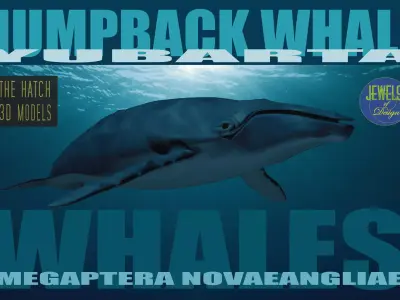 Humpback Whale 3D model order