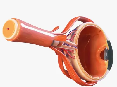 Cross Section Eye Anatomy 3D model
