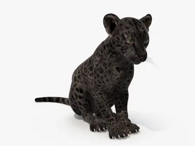 Black Leopard Cub Sitting Pose 3D model