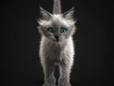  Kitten White 