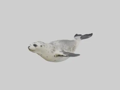 Harbor Seal diving model Low-poly 3D model