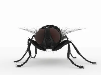 fly 3d models 3D model