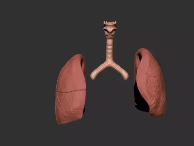 lungs human anatomy organ 3D print model