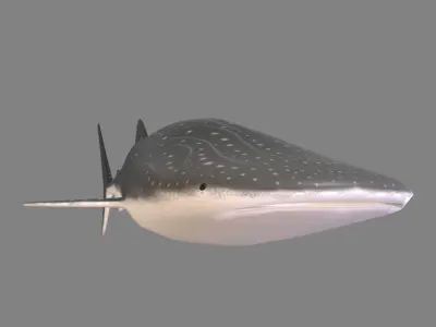 Whale Shark Low-poly 3D model purchase