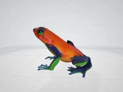 Venomus Frog -- Oophaga Pumilio 3D model