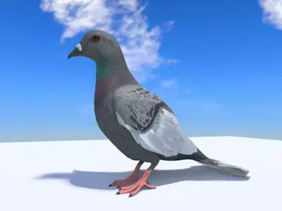 Pigeon Medium Detail Animated Free 3D model