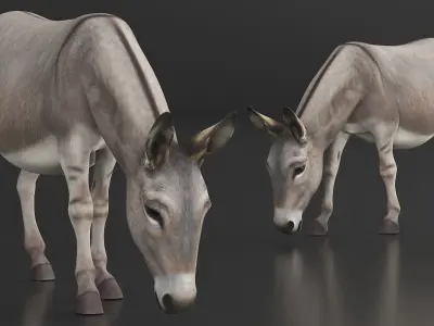  Rural Donkey Grazing Pose 