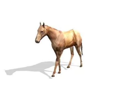 horse 3D model 8