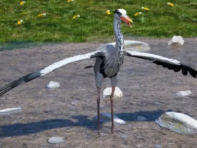 Grey Heron Rigged for Maya 3D model