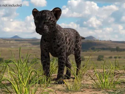Black Leopard Cub Standing Pose 3D model