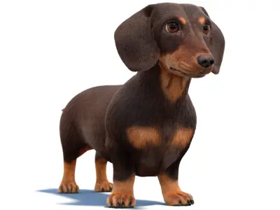 Dachshund 3D Model Fur 3D model