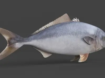 Tuna Fish 3D model