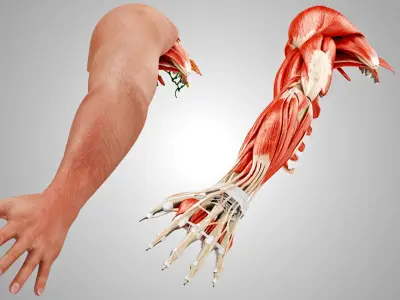 Complete Human Arm Anatomy 3D model