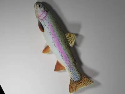 Rainbow trout  Low-poly 3D model