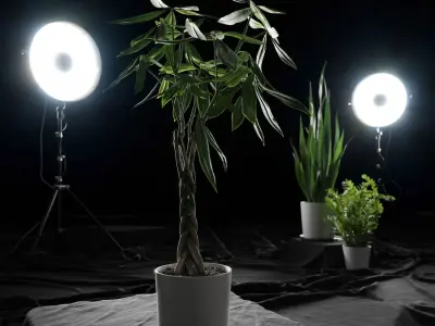  Money Tree Plant Model 