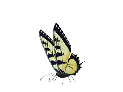 Butterfly Collection Pack 7-12 Low-poly 3D model