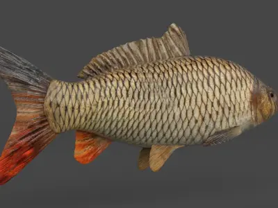 Carp Fish 3D model get
