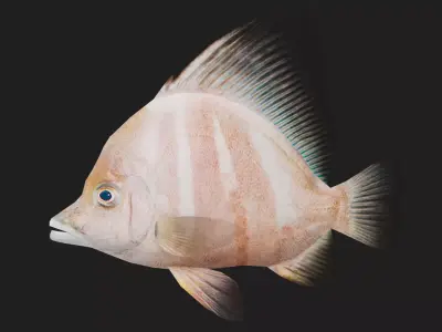 Snapper Low-poly 3D model 13