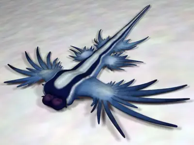 Glaucus atlanticus low poly Low-poly 3D model