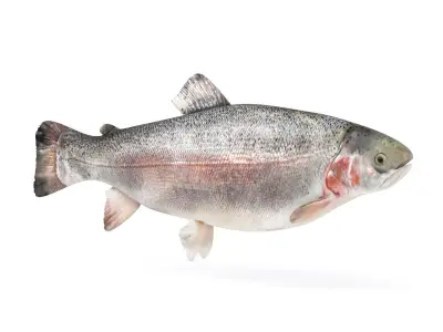 Fish Trout 3D model purchase