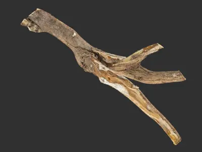 Tree trunk wood branch 3d scan 3D model