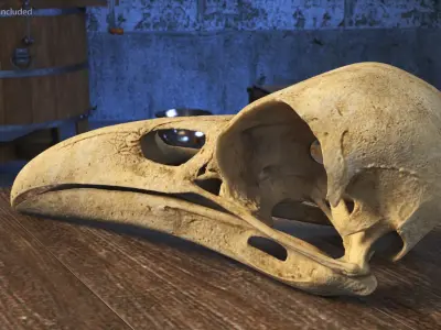  Crow Raven Skull Anatomy Model Aged 