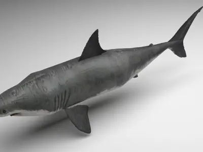 Great White Shark 3D model buy