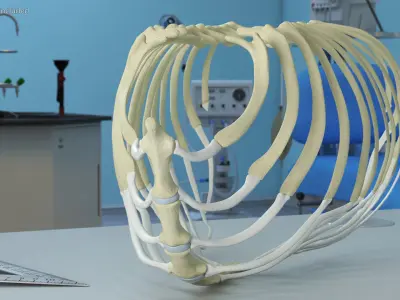  Anatomical Skeleton of Dog Rib Cage 