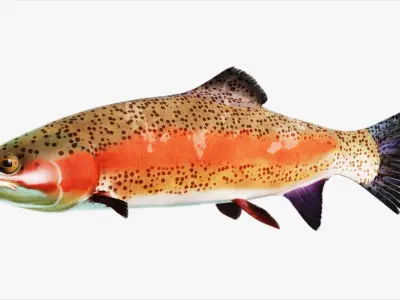 Rainbow Trout Low-poly 3D model