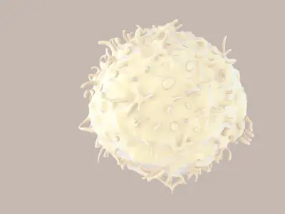 Lymphocytes T-Cells 3D model