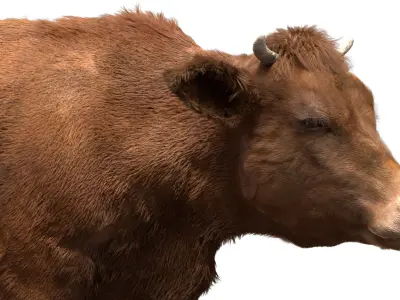  Cow (Rigged) 