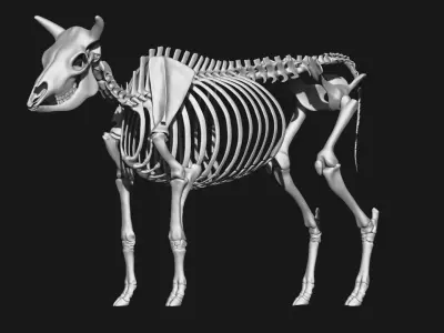 Cow skeleton 3D model