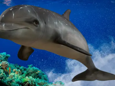 Dolphin Animated Collection 3D model