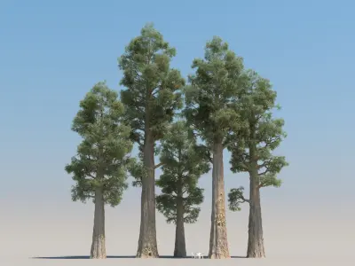 40 Conifer Trees with snow 3D model