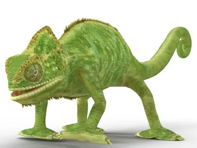 Chameleon Rigged for Maya 3D model