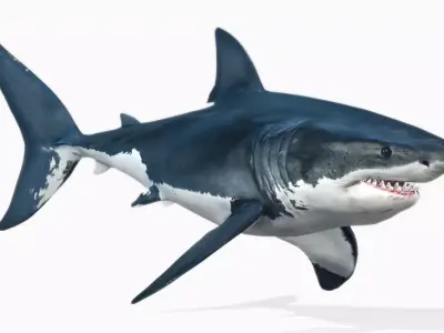 Great White Shark Low-poly 3D model 14