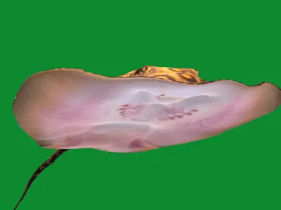 Stingray Low-poly 3D model 5