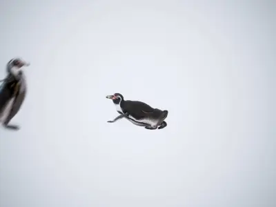 Happy Penguins - Animated 3D model