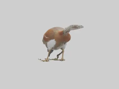 Bobwhite Quail scratching ground model 3D model