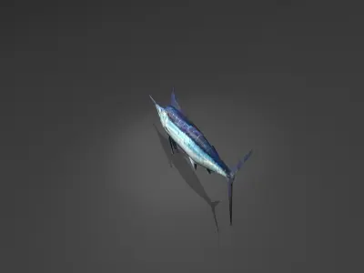 Blue Marlin Low-poly 3D model