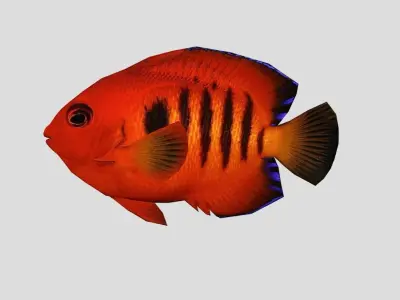 Flame Angelfish Realistic Animated Low-poly 3D model