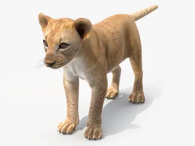Lion Cub 3D model purchase
