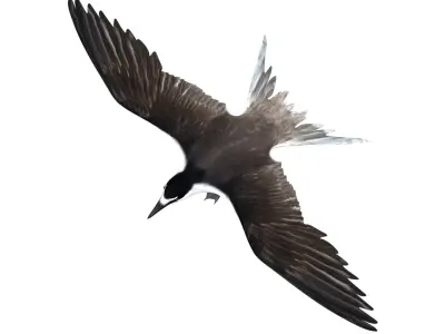 Bridled Tern 3D model