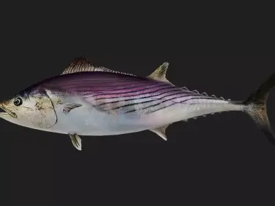 Tuna fish Low-poly 3D model 2