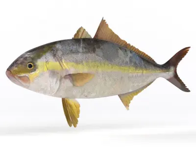 Trevally Fish 3D model