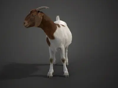 Boer Goat with 1 Animation 3D model