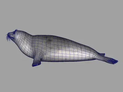 seal 3d model 3D model