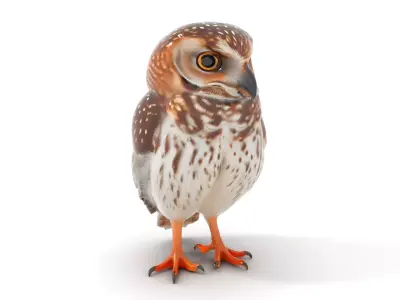 Spotted Owl model pack Low-poly 3D model