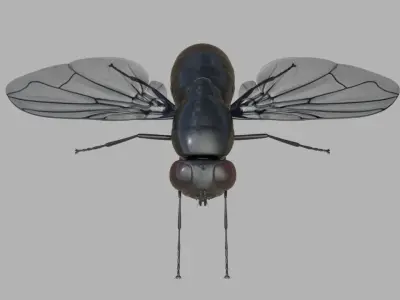 Fly insect 3D model get