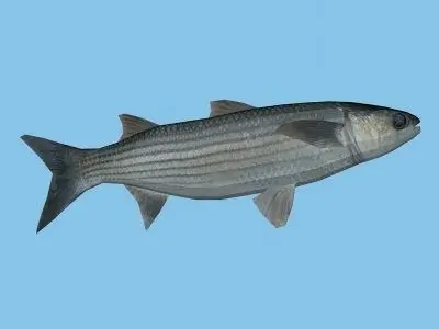 Cipal - mullet Low-poly 3D model